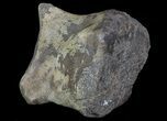 Hadrosaur (Duck-Billed Dinosaur) Toe Bone - Montana #66474-3